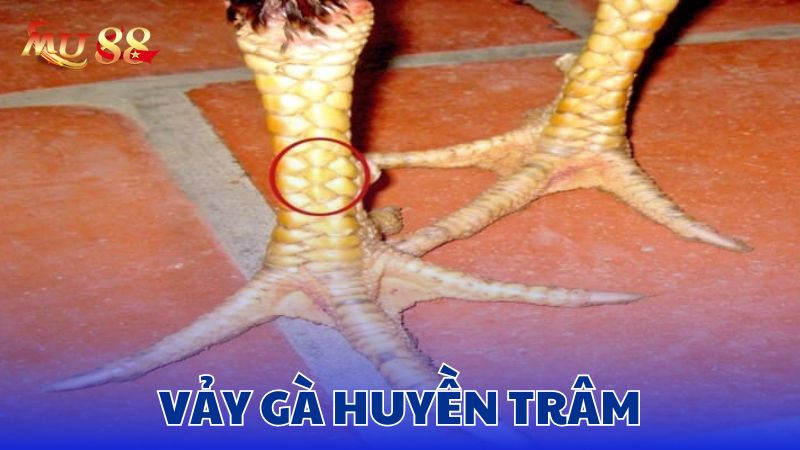 Vảy gà huyền trâm là vảy hiếm gặp